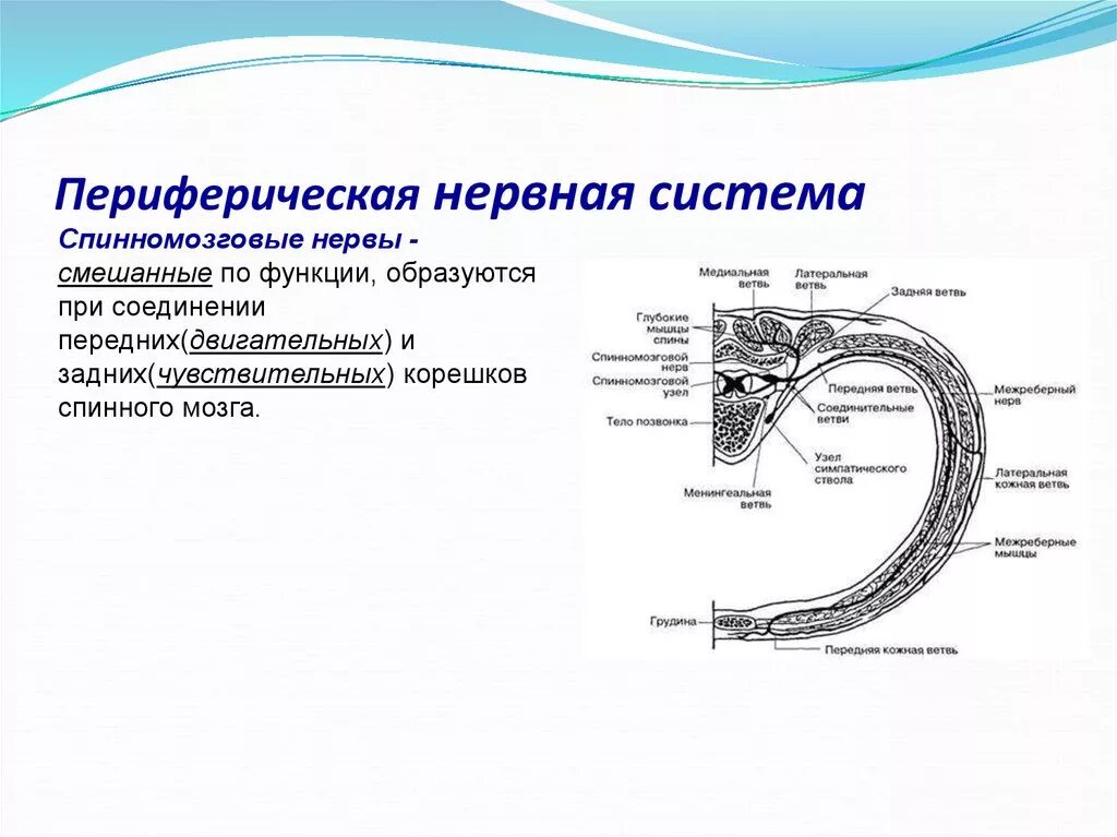 Укажите название органа периферической нервной системы человека. Строение периферического нерва неврология. Периферическая НС функции. Схема периферической нервной системы. Структуры, относящиеся к периферической нервной системе.