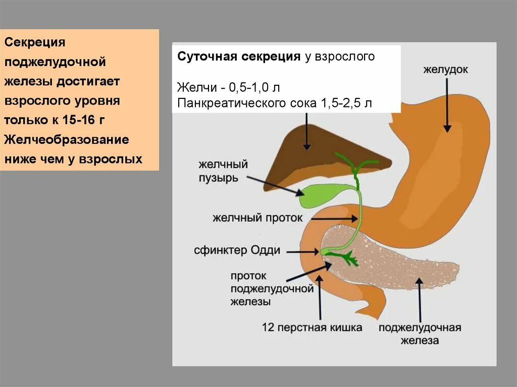 Секреция поджелудочной железы. Секреция желчи физиология. Регуляция секреции желчи. Механизм секреции желчи.