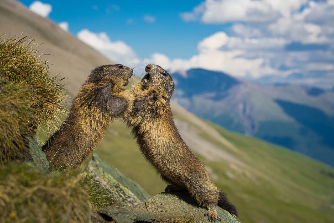 Фестиваль золотая черепаха. Золотая черепаха 2021. Золотая черепаха фотоконкурс. Золотая черепаха фотоконкурс. Золотая черепаха.