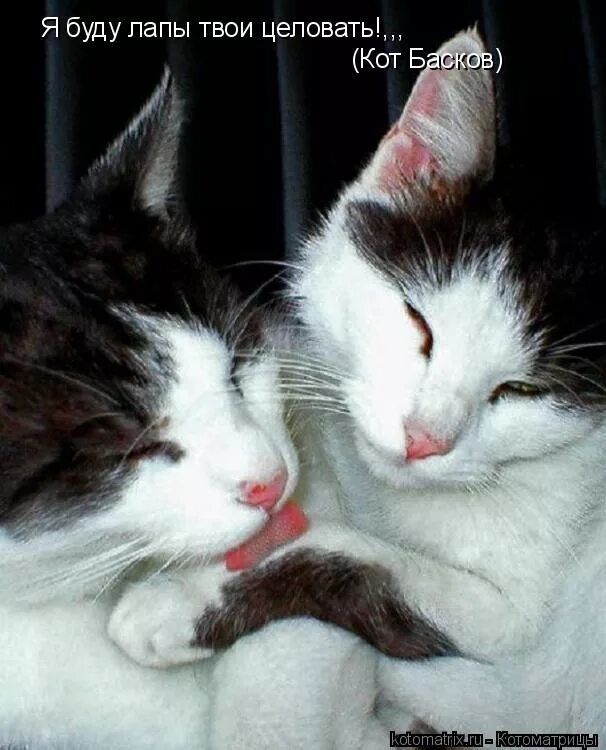 стих люблю тебя мой котик. ваши лапки. я сошла с ума. держу за тебя лапки. прощай март.