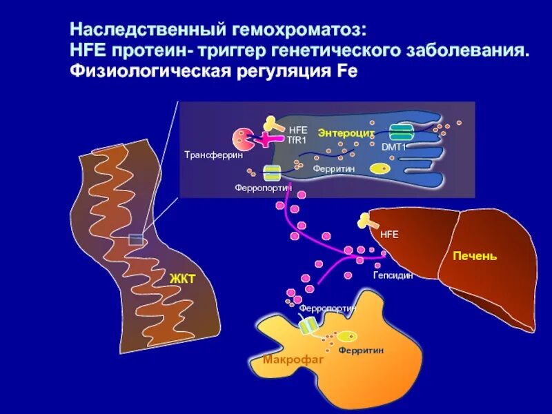 Гемохроматоз 1 типа. Наследственный гемохроматоз клинические рекомендации. гемохроматоз клинические рекомендации. гемохроматоз патогенез. гемохроматоз у детей клинические рекомендации.
