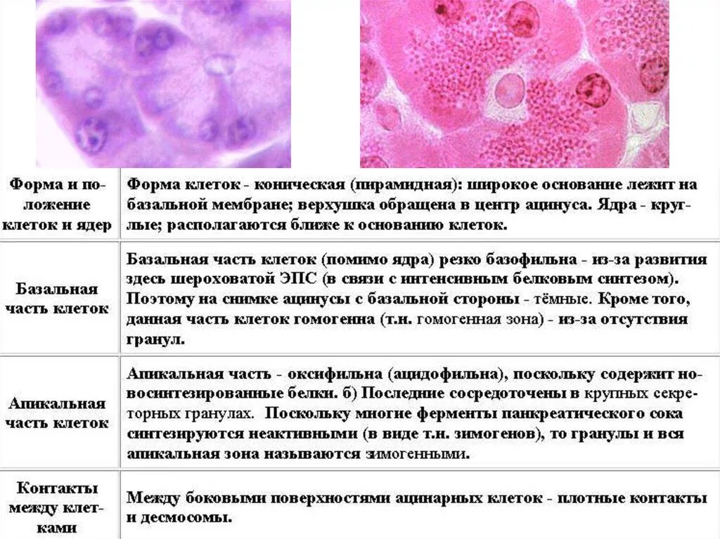 Эпителий печени и поджелудочной железы. Печень и поджелудочная железа гистология. Строение поджелудочной железы гистология. Поджелудочная железа гистология препарат. Инсулоциты поджелудочной железы гистология.