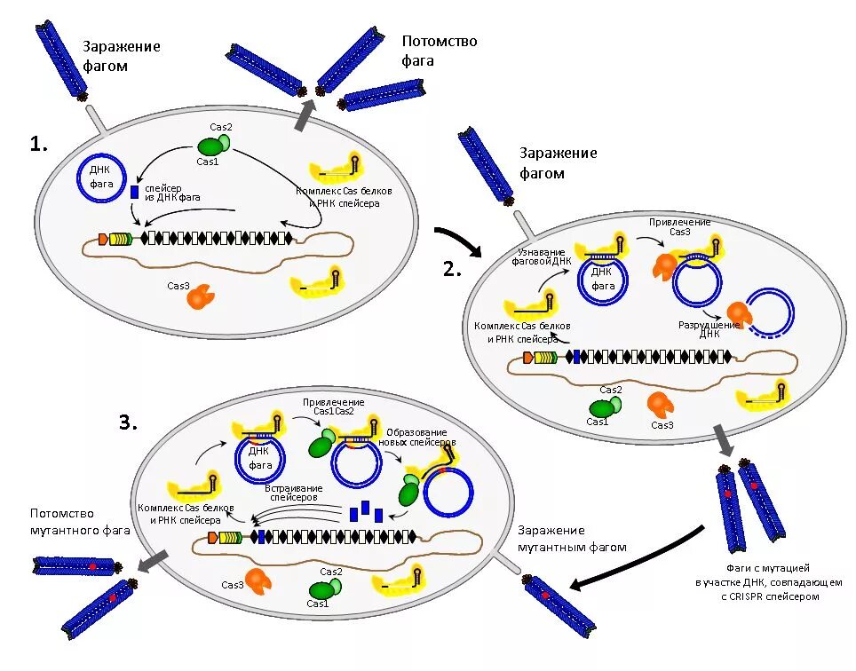 размножение вируса бактериофага. цикл развития бактериофага схема. методы выделения бактериофагов. схема развития бактериофага. последовательность цикла бактериофага.