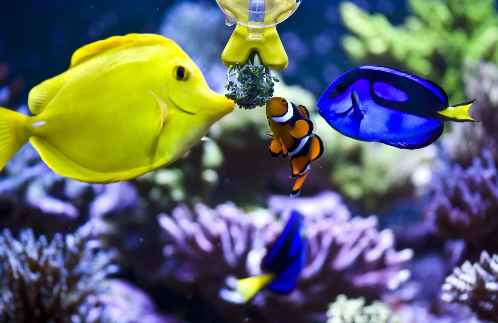 центропиг сине-желтый. групер комета. морские рыбы для аквариума. спинорог пикассо. красивые рыбы.