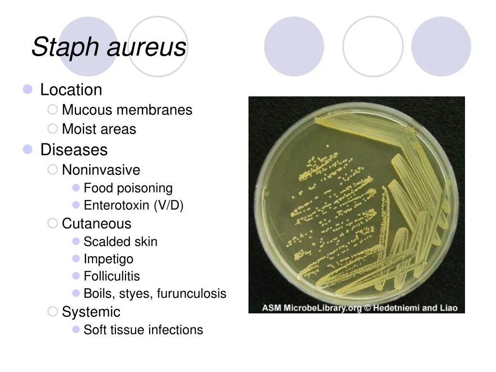 Staphylococcus epidermidis 10 3