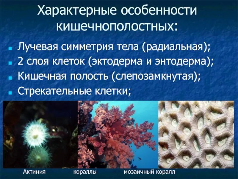 Двусторонняя симметрия тела у кишечнополостных. Коралловые полипы тип симметрии. симметрия тела коралловых полипов. радиальная симметрия кишечнополостных. подцарство многоклеточные тип кишечнополостные.