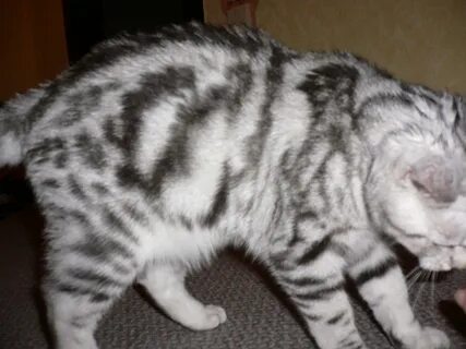 Живот у шотландских кошек