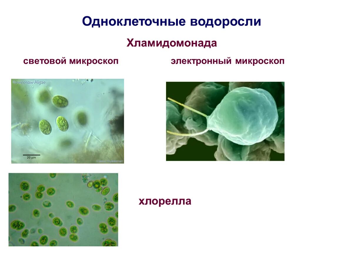 Одноклеточные и многоклеточные организмы 5 класс биология. Одноклеточные и много клеточные рганизы. Хламидомонада световой микроскоп. Биология 5 организмы одноклеточные многоклеточные.