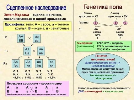 Закономерности наследования установленные морганом