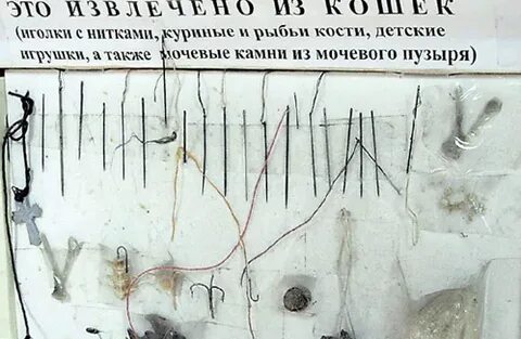 Кошка проглотила нитку