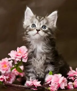 Котенок с цветами картинки