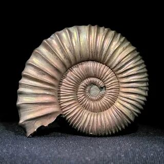 Fossil's