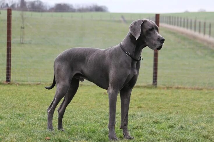 Dogs Perros gran danes, Gran danés, Razas de perros