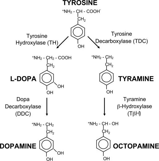 Тирозин строение. Аминокислота Тирамин формула. Тирозин структура. Тирамин структурная формула.