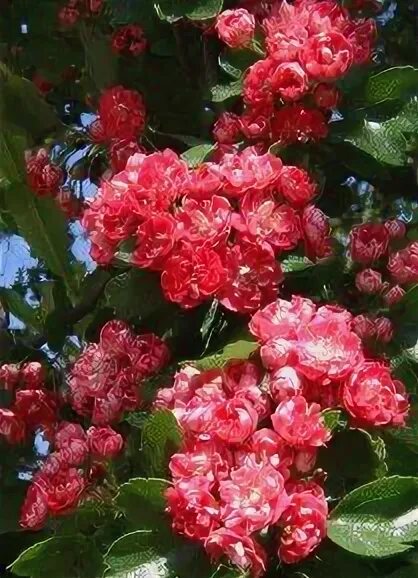 Кольцо терновый венец серебро. Ошейник с шипами внутри. Кольцо с шипами бдсм игры. Терновый венец иисуса христа. Thorn double.