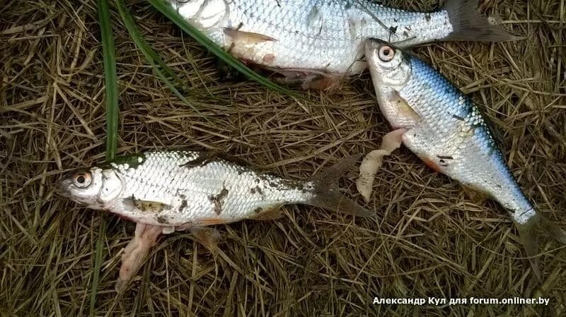 Можно есть селитерную рыбу. Можно есть селитерную рыбу