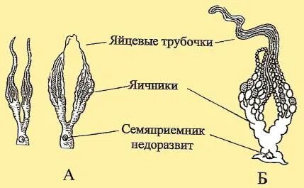 Половая система пчелы