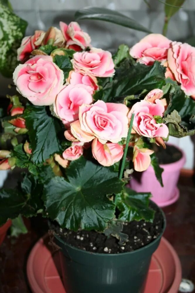 Бегония условия ухода. Бегония мэсона размножение. Бегония условия ухода. Бегония вечноцветущая (begonia semperflorens). Бегония клубневая в горшке.