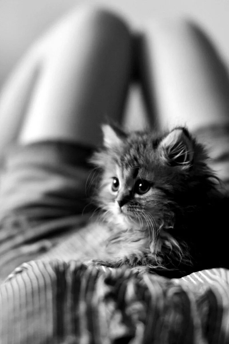 Красивая киска модель. Маленькие котята пушистые. Красивые кисочки. Прекрасная киска. Красивые киски девчонок.