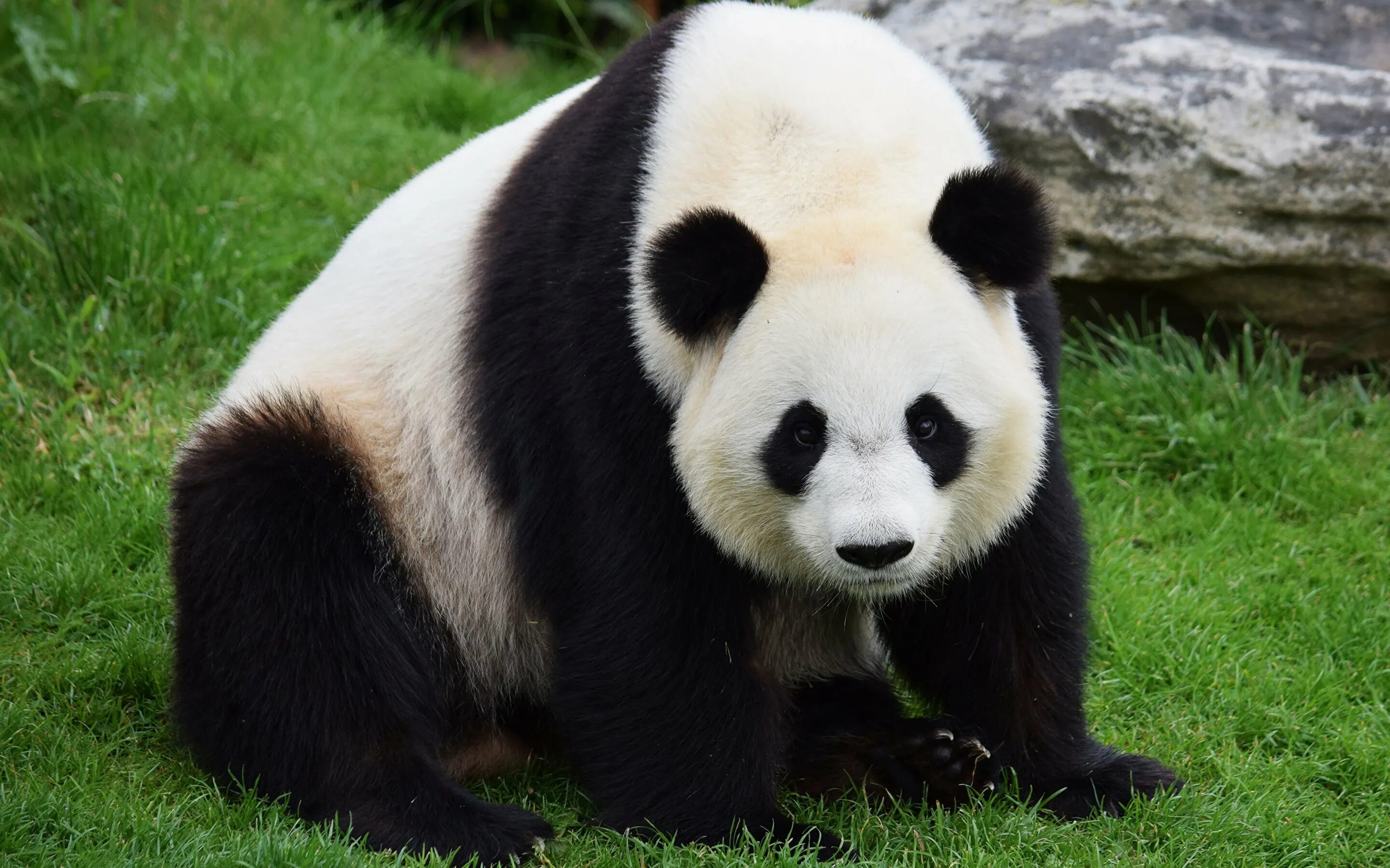 Большая Панда или бамбуковый медведь. Панда бамбуковый медведь. Большая бамбуковая Панда. Панда в Евразии. Большая панда медведь