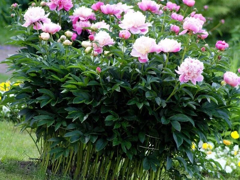 Пион не цветет несколько лет что делать. May lilac пион. пионы огородные. пионы на грядке. пионы растут.
