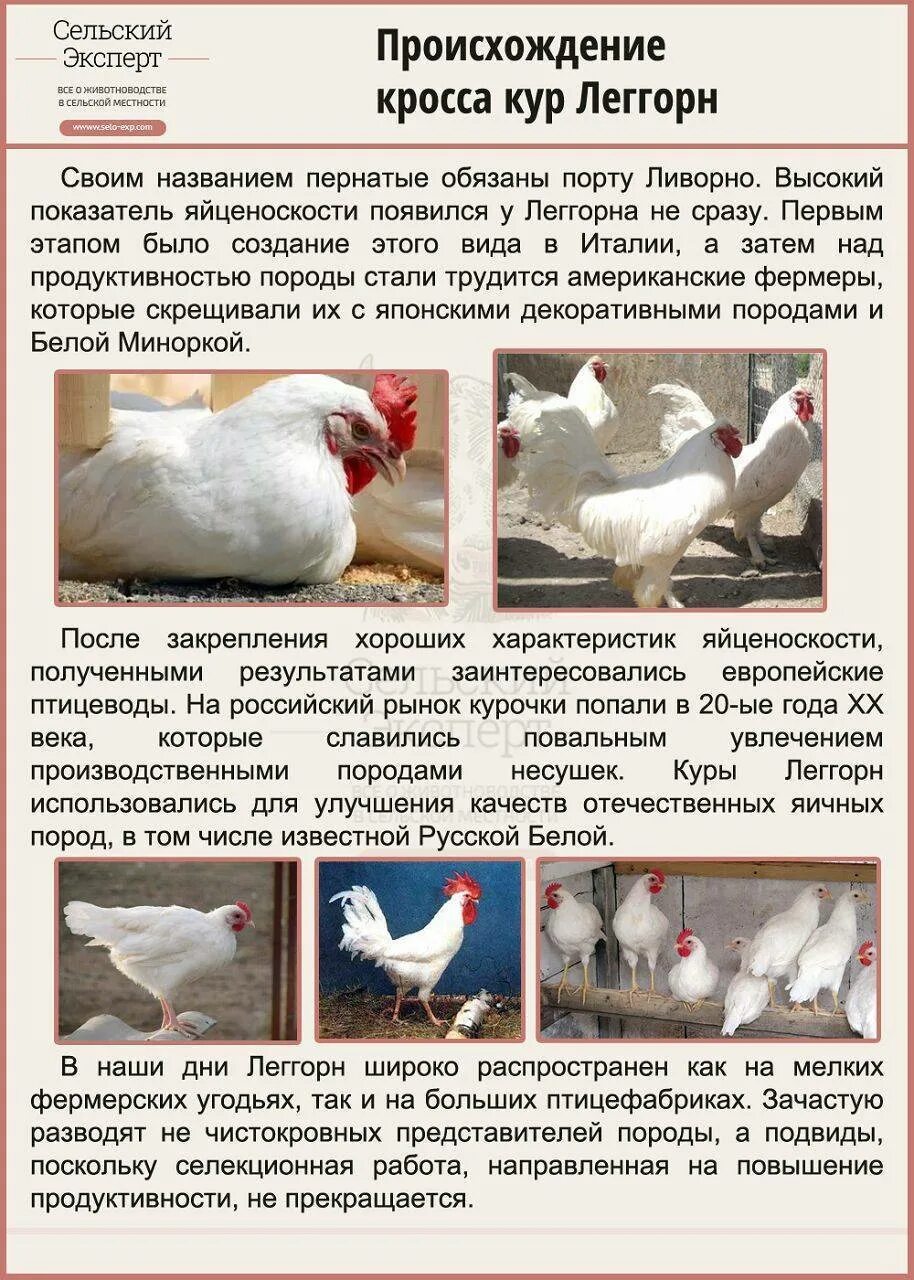 Курица все описание: найдено 88 изображений