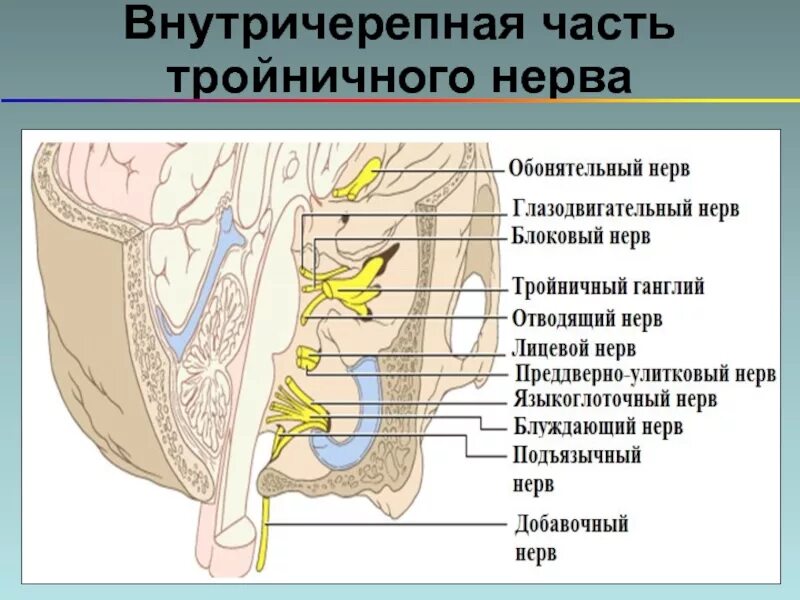 Тройничный нерв баня. Тройничный нерв баня
