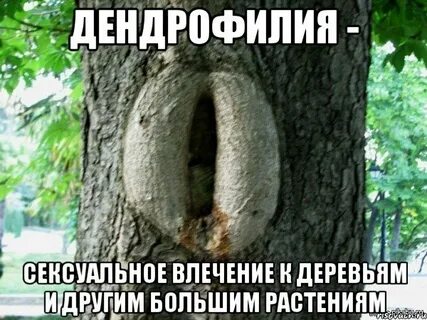 Дендрофилия