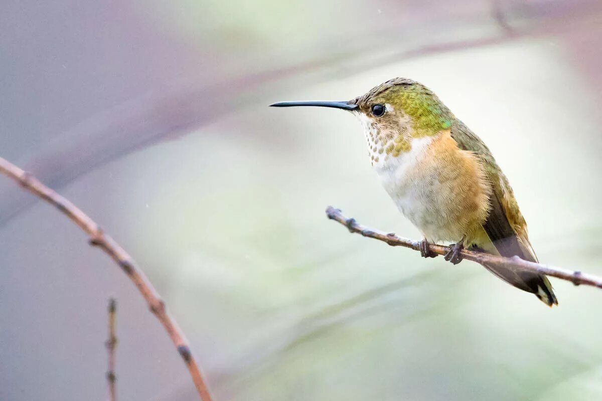 Bird but it is