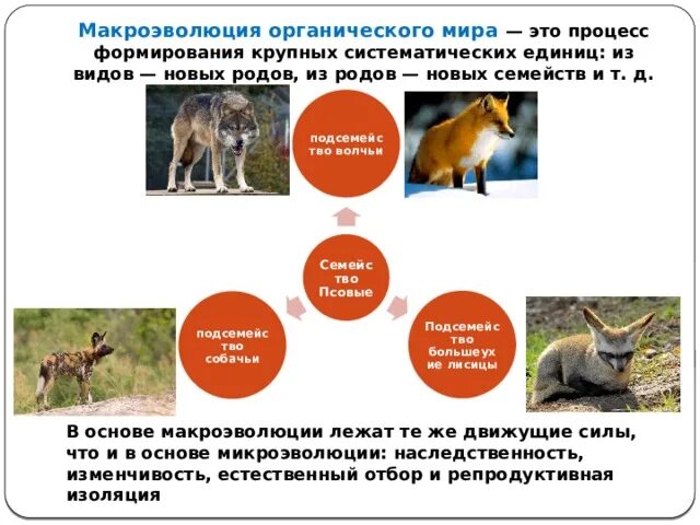 Макроэволюция 9. Макроэволюция. макроэволюция примеры. движущие силы макроэволюции. макроэволюция животных презентация.