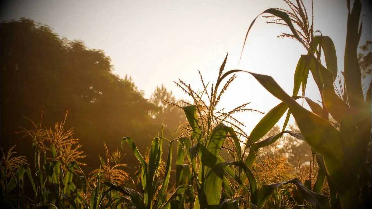 Corn fields