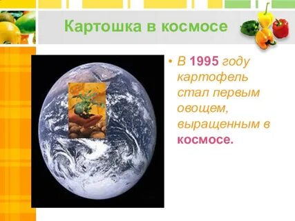 Какой овощ первым вырастили в космосе