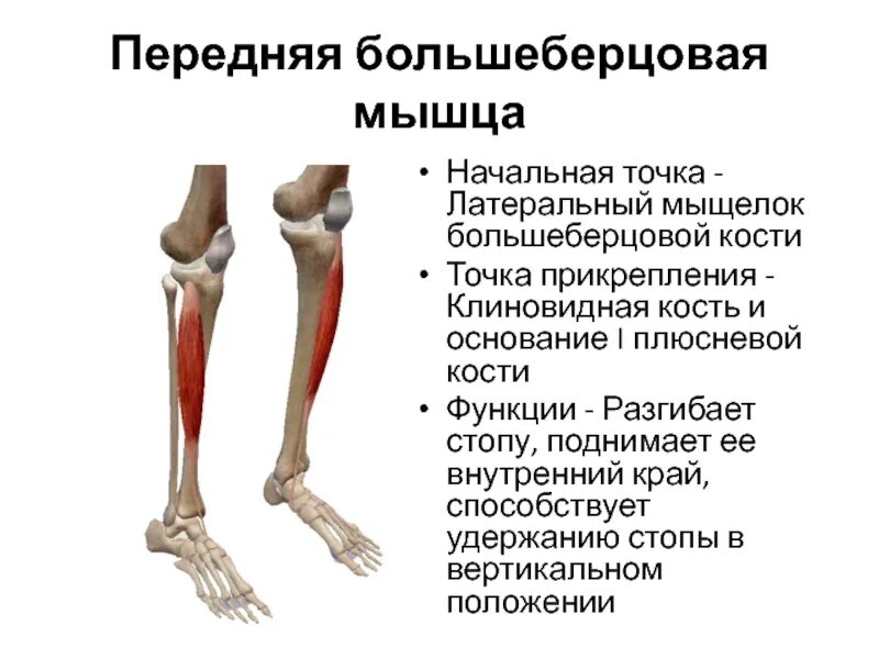 Анатомия передней большеберцовой мышцы. Надмыщелок большеберцовой кости. Сухожилие передней большеберцовой мышцы. Сухожилие задней большеберцовой мышцы анатомия.