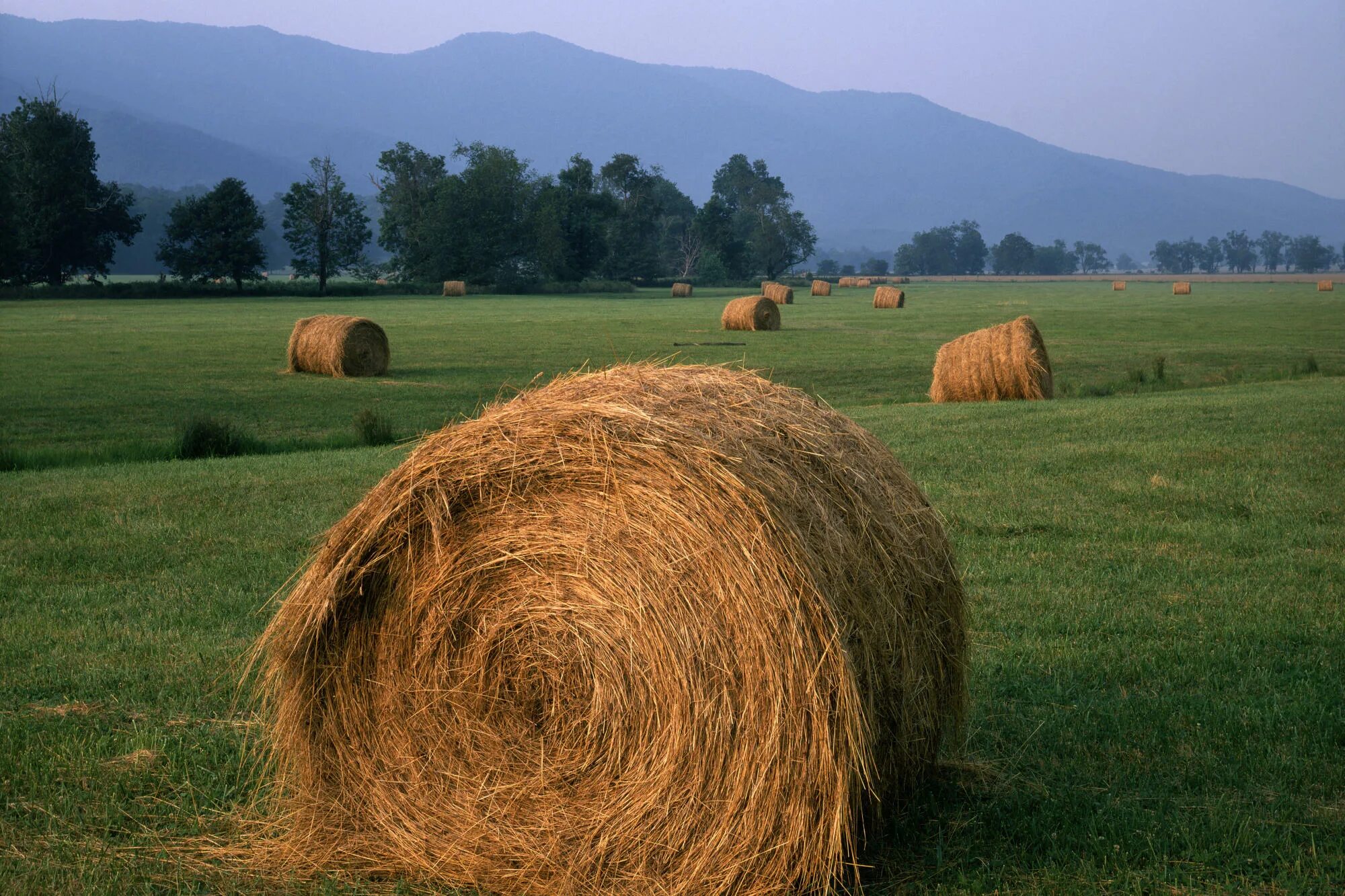 Поле со стогами сена. Скирда сноп. Сено sen. Сено 110 тюки 300 кг. Сено для детей.
