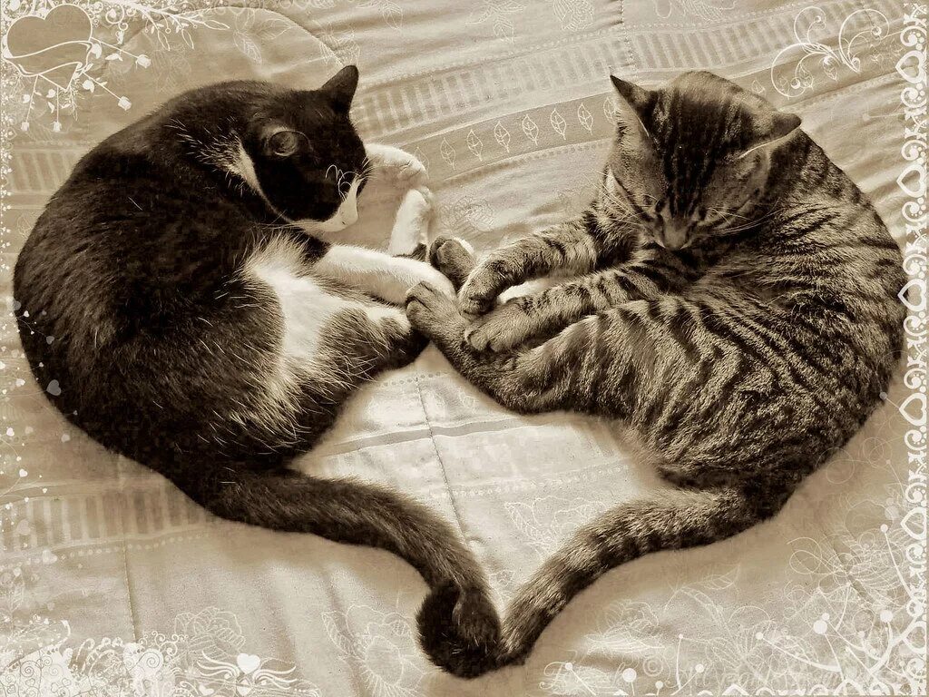 Сердечные коты