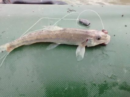Какая рыба водится в иртыше