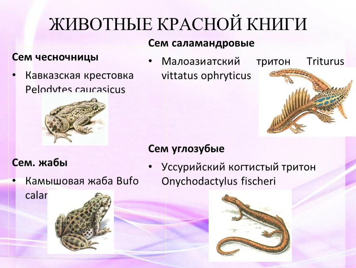 Разнообразие земноводных презентация 7 класс. Многоообразиеземноводных. животные красной книги кавказская крестовка. многообразие земноводных презентация 7 класс. презентация малоазиатский тритон.