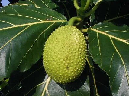 Rare fruit