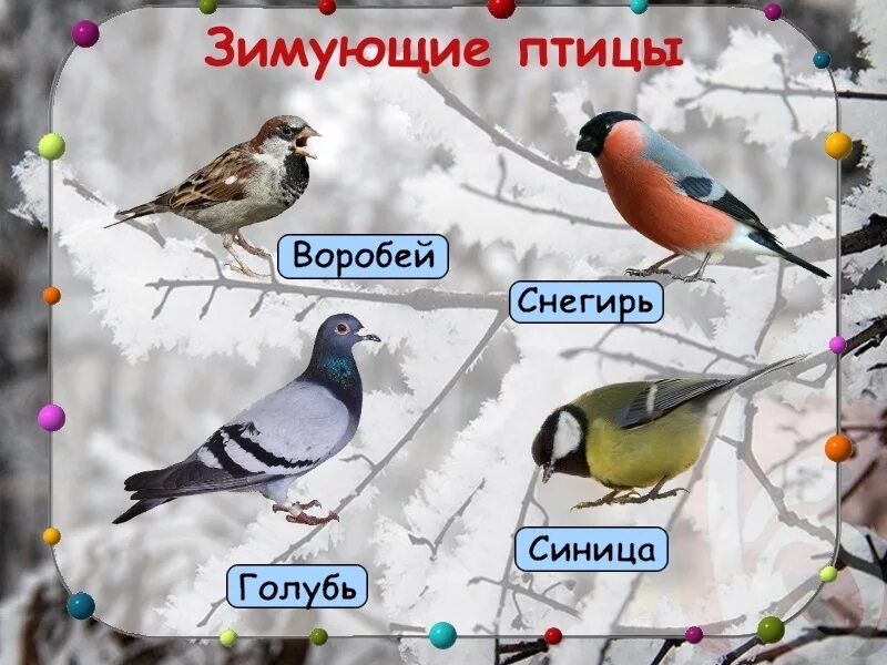 Названия зимующих. Зимующие птицы. зимующие птицы названия. зимующие птицы с названиями для детей. изображение зимующих птиц.