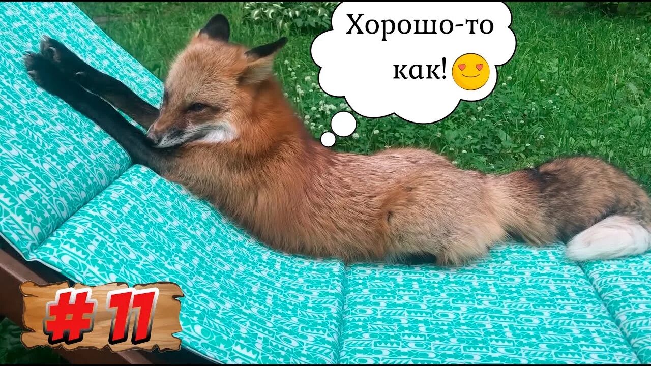 Включи алису лис. Лиса алиса лисяо. ли сяо лиса алиса. лиса алиса лисяо иван кулаков. лисяо арчи.