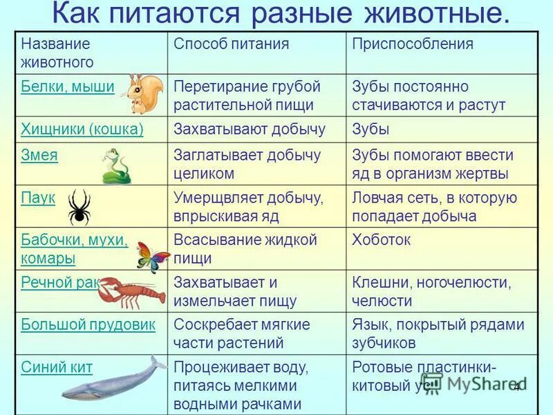 Организмы использующие для питания. Приспособления для питания животных. Способы питания животных. Как питаются животные. Питание животных таблица.