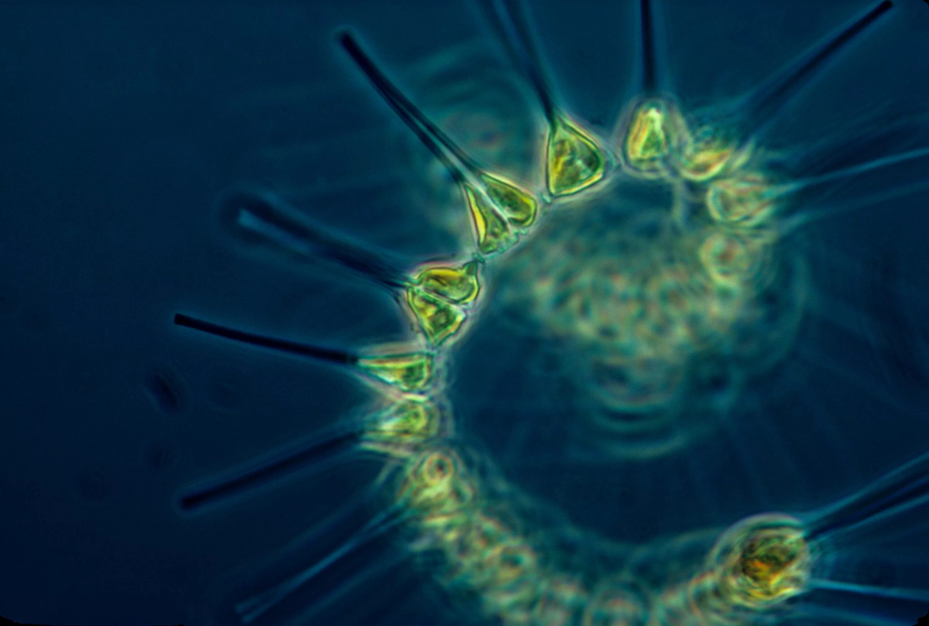 Планктон мирового океана. Фитопланктон нанопланктон зоопланктон. Фитопланктоны биоиндикаторы. Фитопланктон диатомовые. Фитопланктон водоросли.