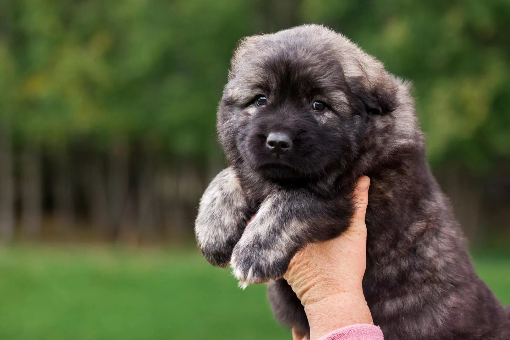 собака кавказская овчарка щенок. породы собак кавказская овчарка щенки. кавказская овчарка щенок. кавказская овчарка маленькая. собака кавказская овчарка.