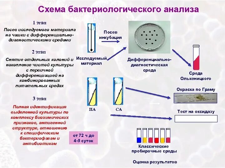 Первый этап бактериологического метода исследования:. Бактериологический метод диагностики e coli. Алгоритм бактериологического метода схема. Бактериологический метод изучения микроорганизмов.