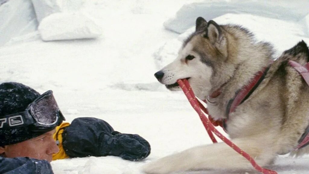 белый плен отзывы. белый плен фильм 2006 белый плен. пол уокер белый плен. белый плен фильм 2006 белый плен. белый плен фильм 2006.