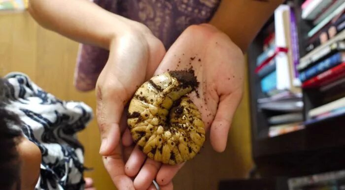 Goliath Beetle, World Wildlife Gallery - Mark Pajak - YouTube