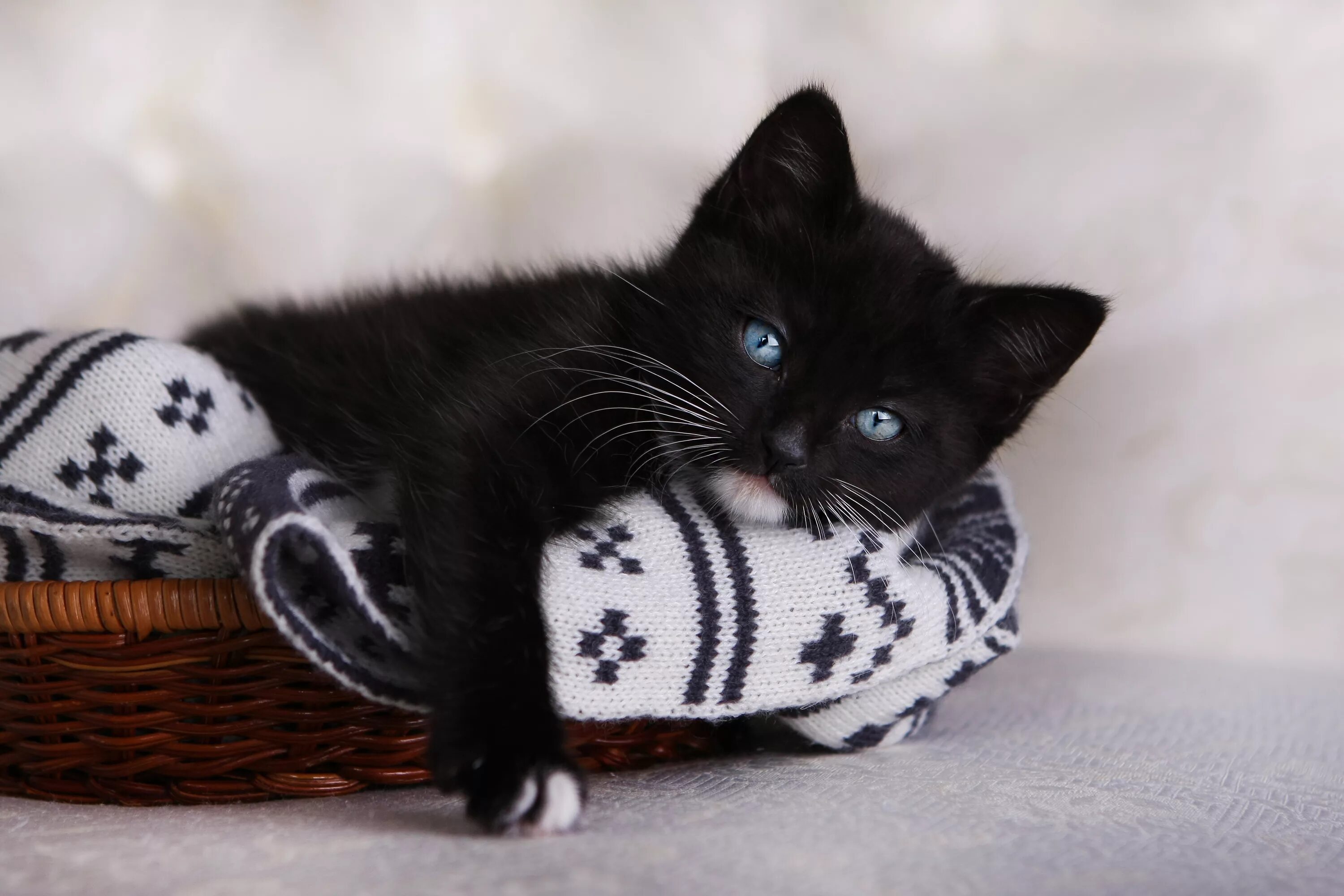 Приснился черный котенок. Черный котенок. чёрный котёнок с голубыми глазами. черный котенок в корзинке. черный котенок с синими глазами.