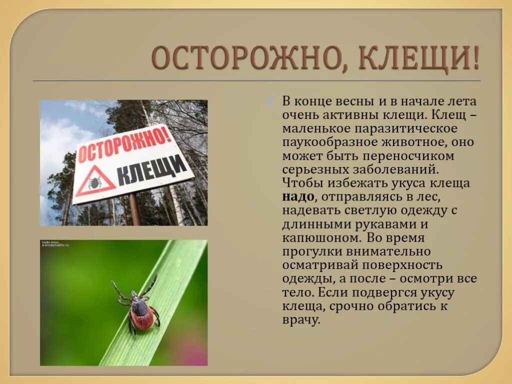 Клещи информация. Осторожно клещи. беседа осторожно клещи. осторожно клещи плакат. осторожно клещи памятка.