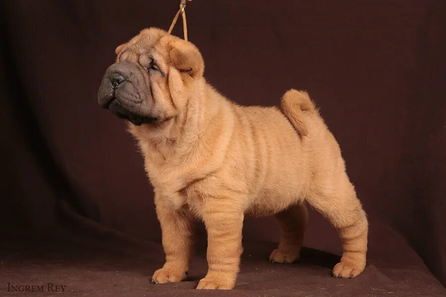 шарпей медвежка. сколько живут шарпеи. порода собаки шарпей шарпей. шарпей щенок. шарпей.