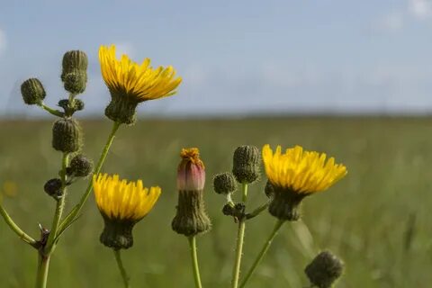 Первые желтые цветы похожие на одуванчики